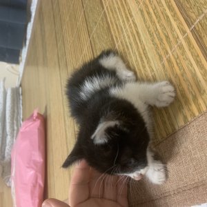 강아지 고양이 분양