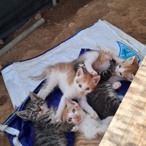 강아지 고양이 분양