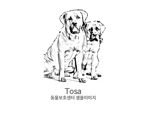 강아지 주인을 찾습니다 강아지 전단지