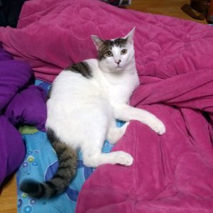 고양이 실종 코리아쇼트헤어 서울특별시 금천구