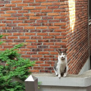 고양이 실종 코리아쇼트헤어 서울특별시 종로구