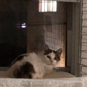 고양이 실종 코리아쇼트헤어 서울특별시 양천구