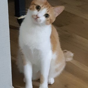 고양이 실종 코리아쇼트헤어 충청북도 제천시