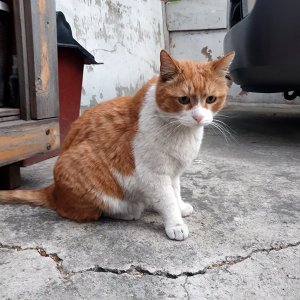 고양이 실종 코리아쇼트헤어 서울특별시 관악구