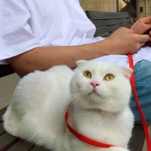 고양이 실종 스코티시폴드 서울특별시 서초구