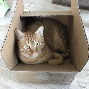 고양이 실종 코리아쇼트헤어 경기도 수원시 영통구