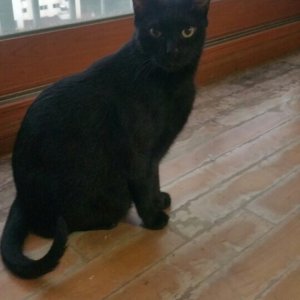 고양이 실종 코리아쇼트헤어 서울특별시 은평구
