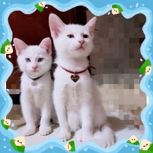 고양이 실종 터키시앙고라 서울특별시 동작구