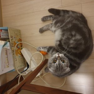 고양이 실종 아메리칸쇼트헤어 경상북도 김천시