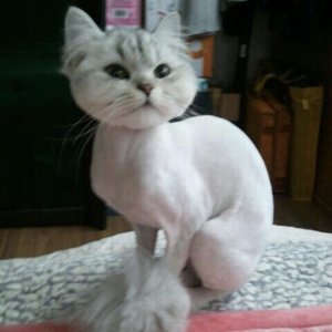 고양이 실종 페르시안 서울특별시 성북구