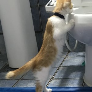 고양이 실종 코리아쇼트헤어 경상북도 구미시