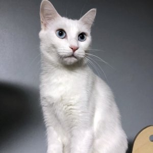 고양이 실종 터키시앙고라 경상남도 진주시
