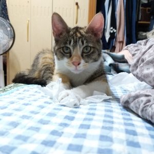 고양이 실종 코리아쇼트헤어 충청북도 청주시 흥덕구