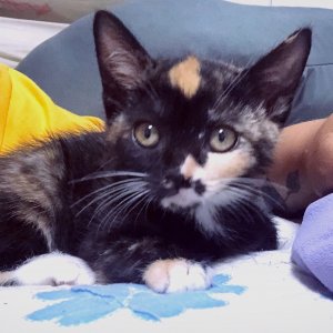 고양이 실종 코리아쇼트헤어 경기도 수원시 권선구