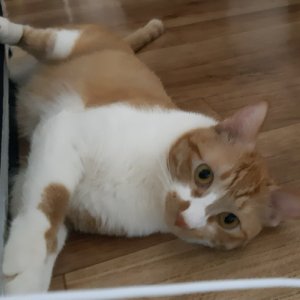 고양이 실종 코리아쇼트헤어 경기도 수원시 권선구
