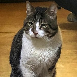 고양이 실종 코리아쇼트헤어 서울특별시 금천구