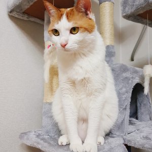 고양이 실종 코리아쇼트헤어 경상남도 창원시 성산구