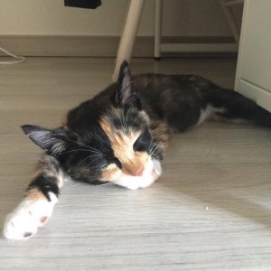 고양이 실종 코리아쇼트헤어 대전광역시 대덕구