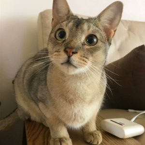 고양이 실종 아비시니안 서울특별시 동작구