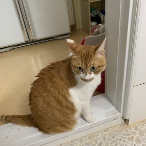 고양이 실종 코리아쇼트헤어 광주광역시 서구