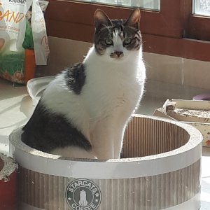 고양이 실종 코리아쇼트헤어 경기도 김포시
