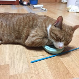 고양이 실종 코리아쇼트헤어 경기도 수원시 권선구