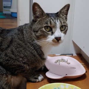 고양이 실종 코리아쇼트헤어 서울특별시 용산구