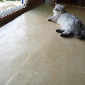 고양이 실종 페르시안 경상남도 창원시 마산합포구