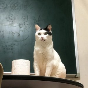 고양이 실종 코리아쇼트헤어 부산광역시 부산진구