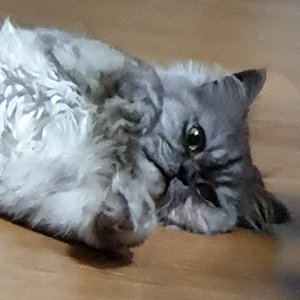 고양이 실종 페르시안 경상북도 문경시
