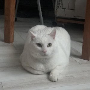 고양이 실종 터키시앙고라 경기도 고양시 덕양구