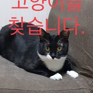 고양이 실종 코리아쇼트헤어 인천광역시 서구