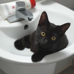 고양이 실종 코리아쇼트헤어 인천광역시 연수구