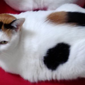 고양이 실종 코리아쇼트헤어 대구광역시 달서구