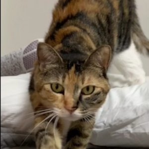 고양이 실종 코리아쇼트헤어 경기도 화성시