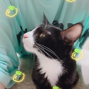고양이 실종 코리아쇼트헤어 경기도 고양시 일산서구