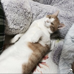 고양이 실종 코리아쇼트헤어 서울특별시 양천구