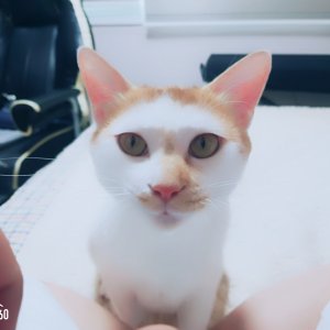 고양이 실종 코리아쇼트헤어 서울특별시 노원구