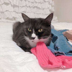 고양이 실종 코리아쇼트헤어 부산광역시 연제구
