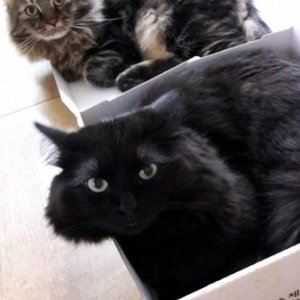 고양이 실종 페르시안 경기도 평택시