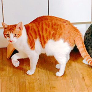 고양이 실종 코리아쇼트헤어 서울특별시 마포구