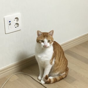 고양이 실종 코리아쇼트헤어 경상남도 양산시