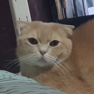 고양이 실종 스코티시폴드 서울특별시 성동구