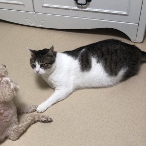 고양이 실종 코리아쇼트헤어 경기도 광명시