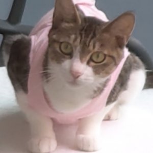 고양이 실종 코리아쇼트헤어 경기도 의정부시