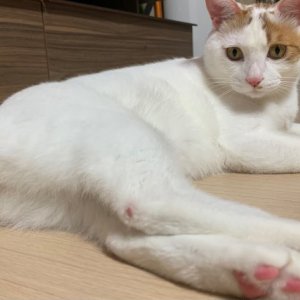 고양이 실종 코리아쇼트헤어 충청남도 보령시
