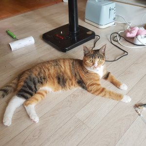 고양이 실종 코리아쇼트헤어 서울특별시 은평구