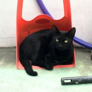 고양이 실종 코리아쇼트헤어 대전광역시 중구