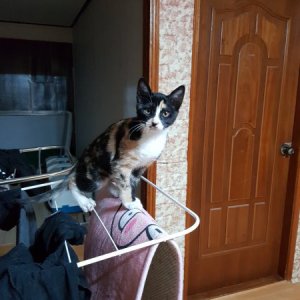 고양이 실종 코리아쇼트헤어 충청남도 아산시