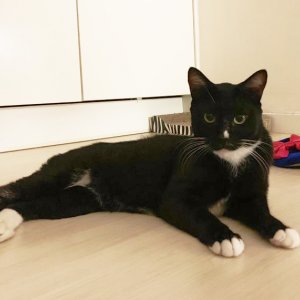 고양이 실종 코리아쇼트헤어 부산광역시 연제구